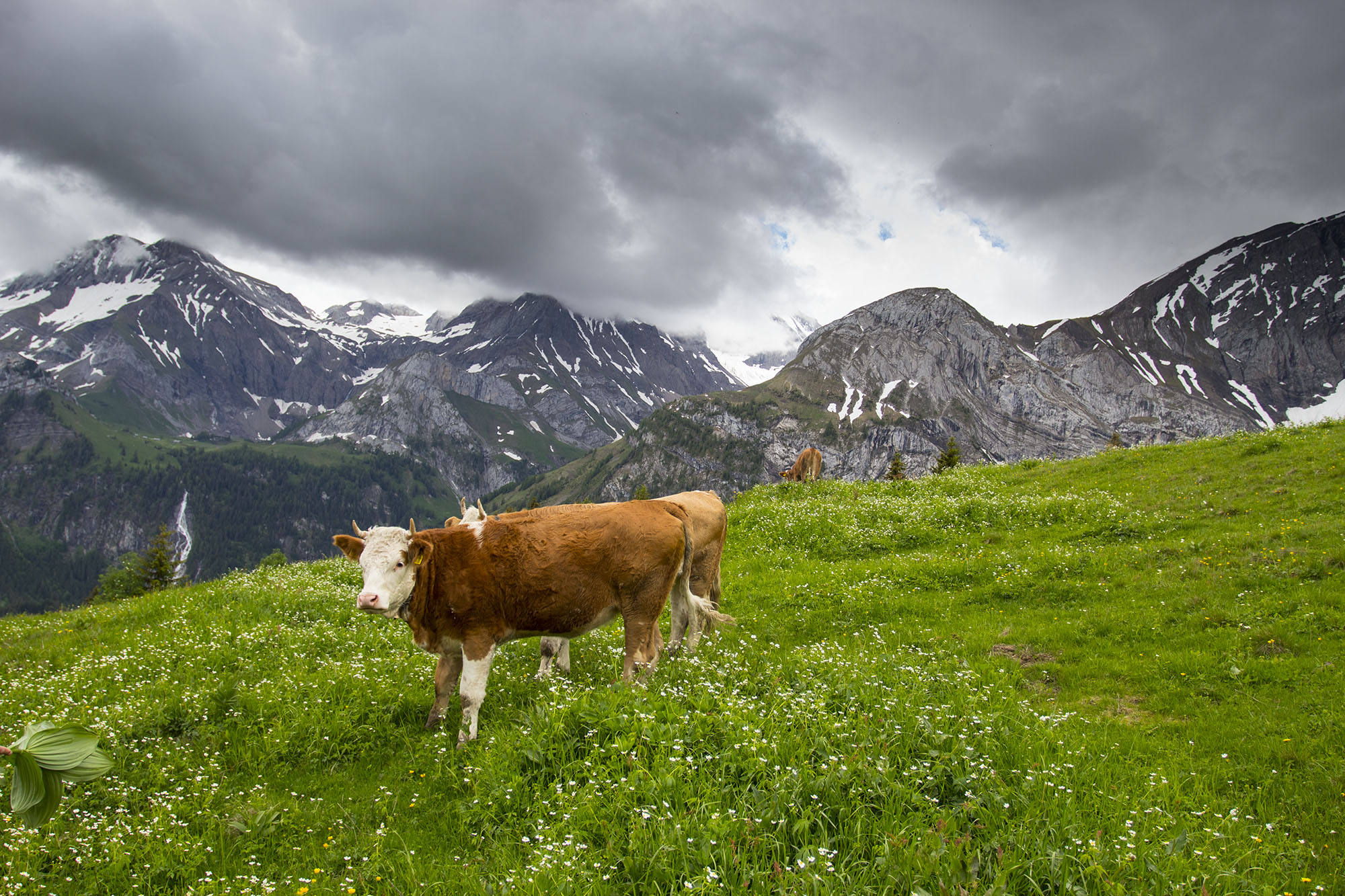 A cow in the mountains of Gstaad Switzerland