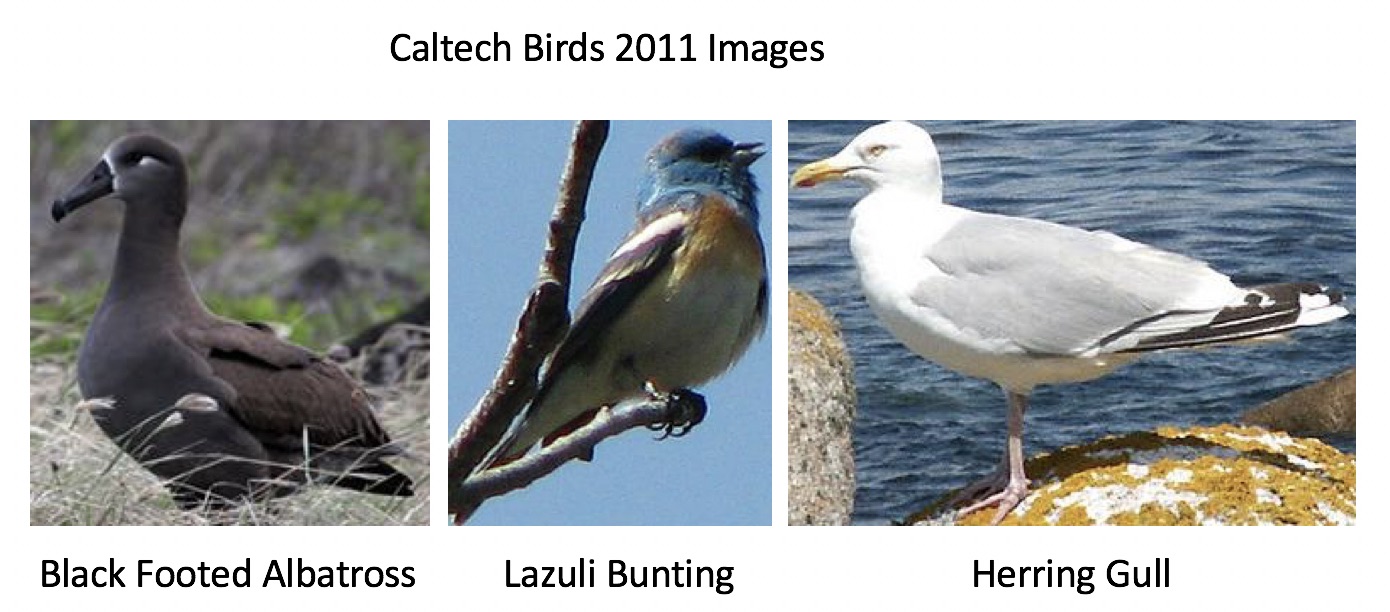 Image of Caltech Birds dataset